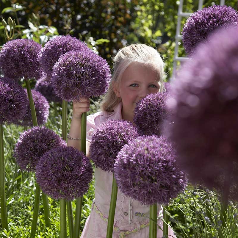 Allium Bulbs [Six Bulbs] // Pinball Wizard | A Wedding Memory For Years To Come!