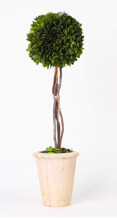 Boxwood Evergreen Topiary