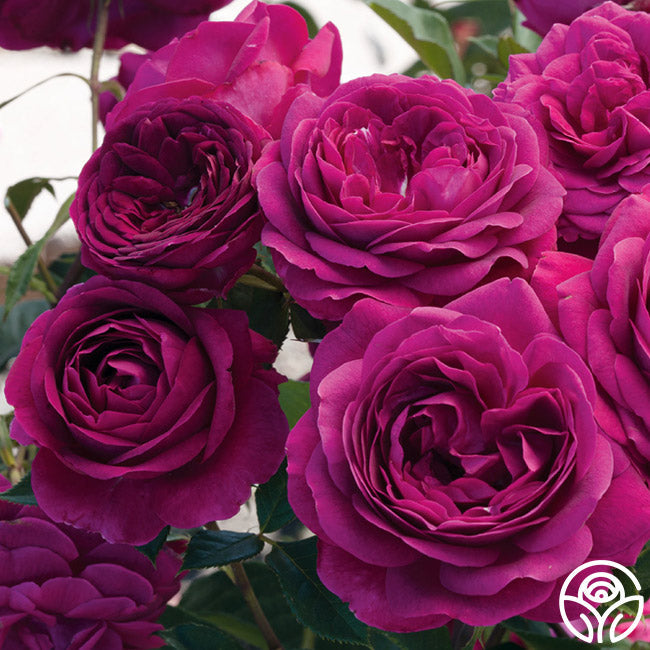 Celestial Night Rose Bush