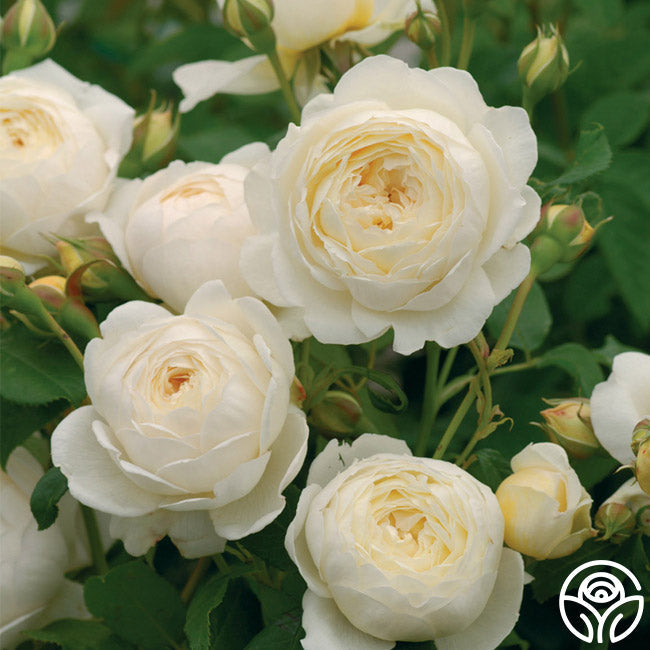 Claire Austin Rose Bush