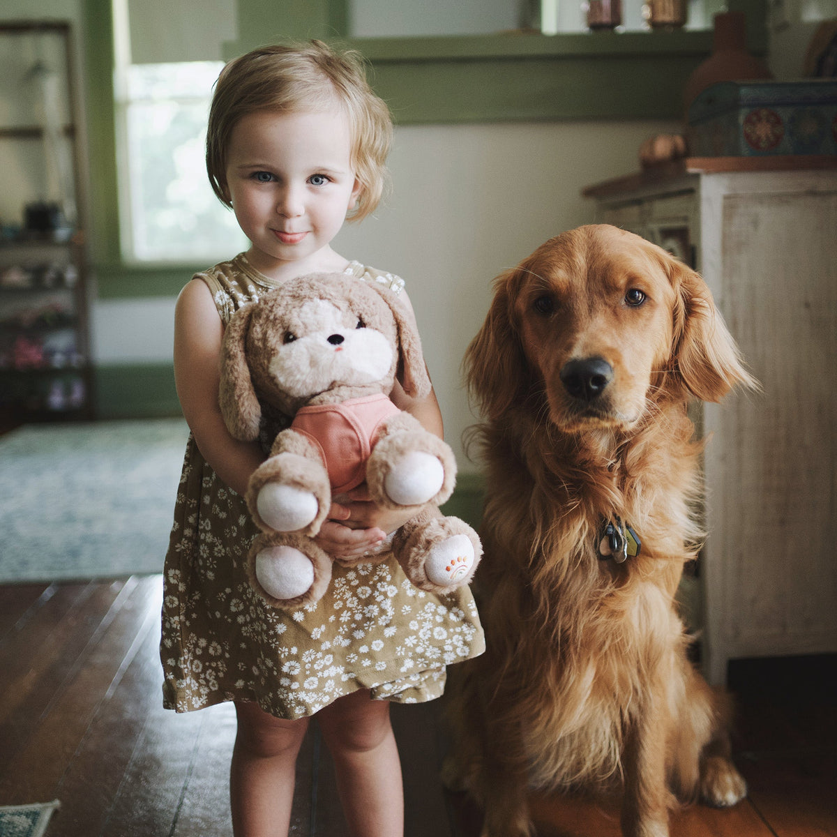 Dinkum Dogs in Honey