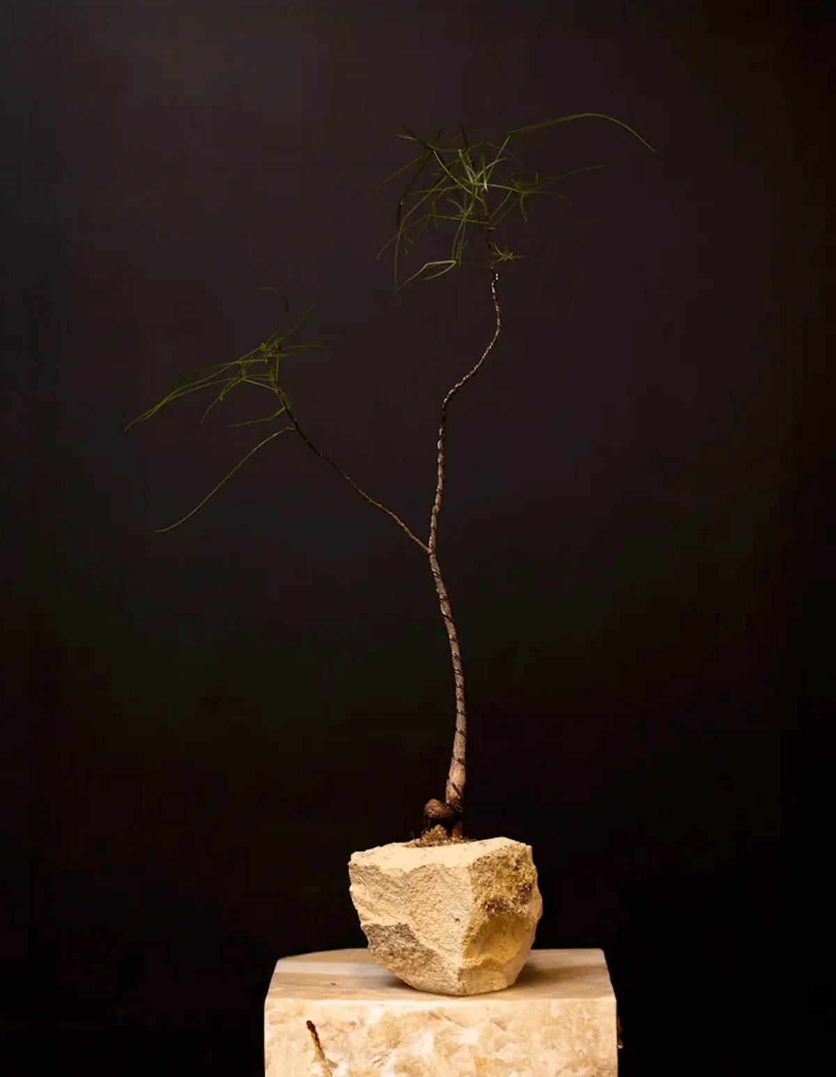 'Baby Daddy' Brachychiton Rupestris
