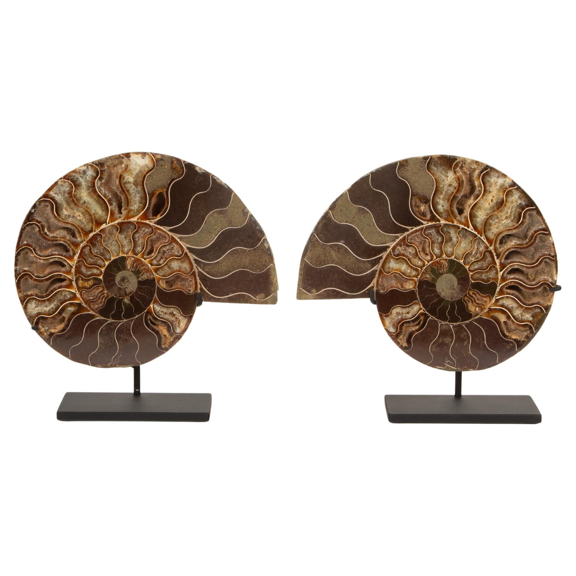 Ancient Spirals: Fossilized Ammonite Pair