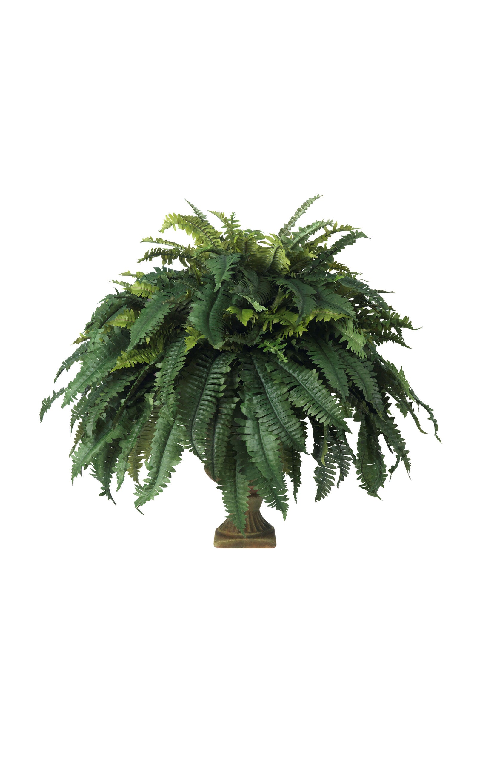Boston Fern in Mossy Terracotta Urn