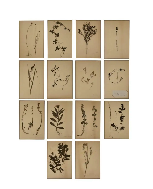 19th Century French Floral Lithographs, Set of 14