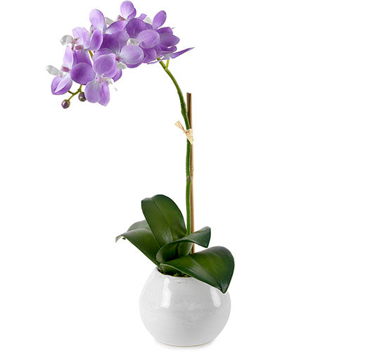 BLOOMS LA LA LAVENDER