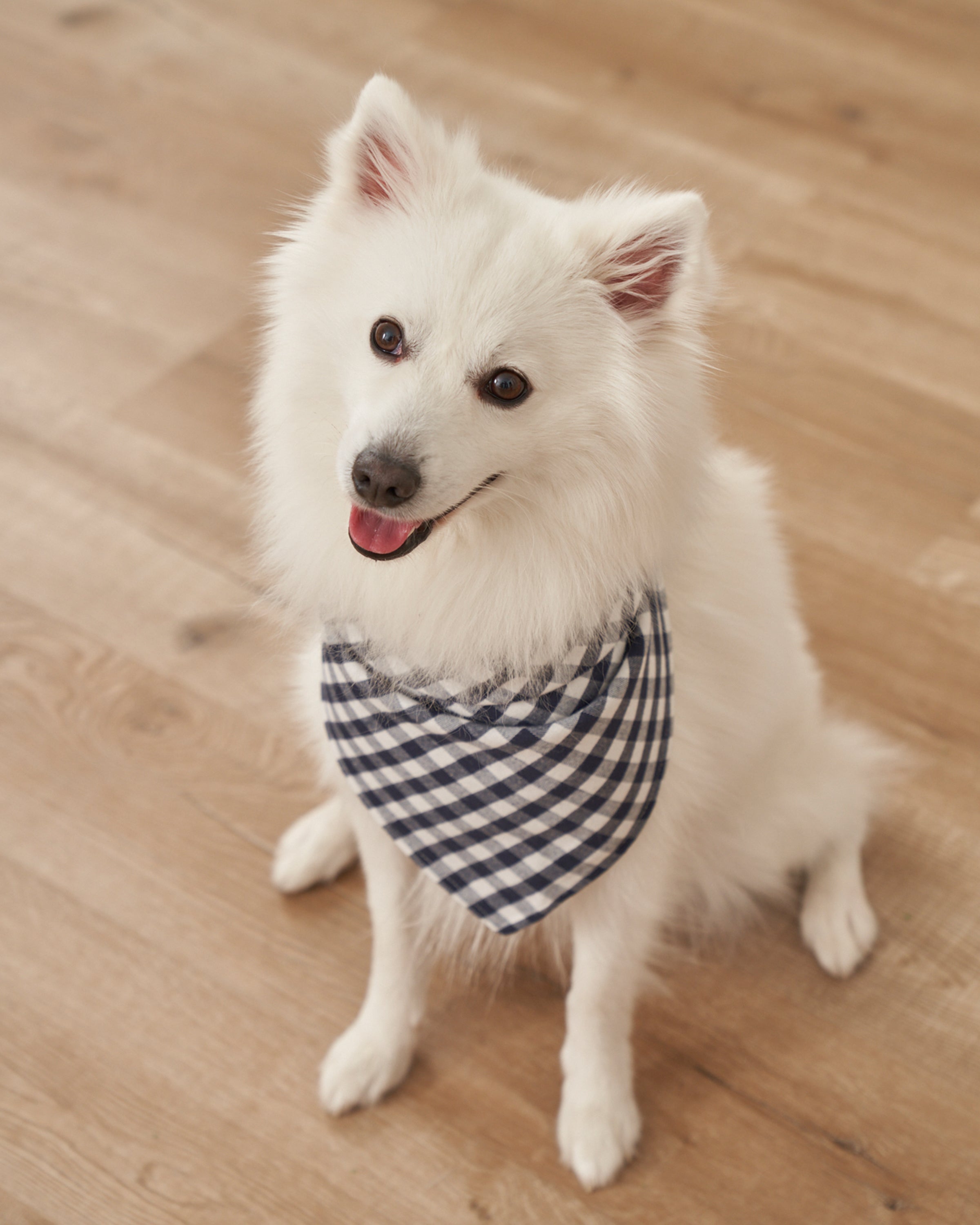 Navy Gingham Dog Bandana | Petite Plume | Over The Moon