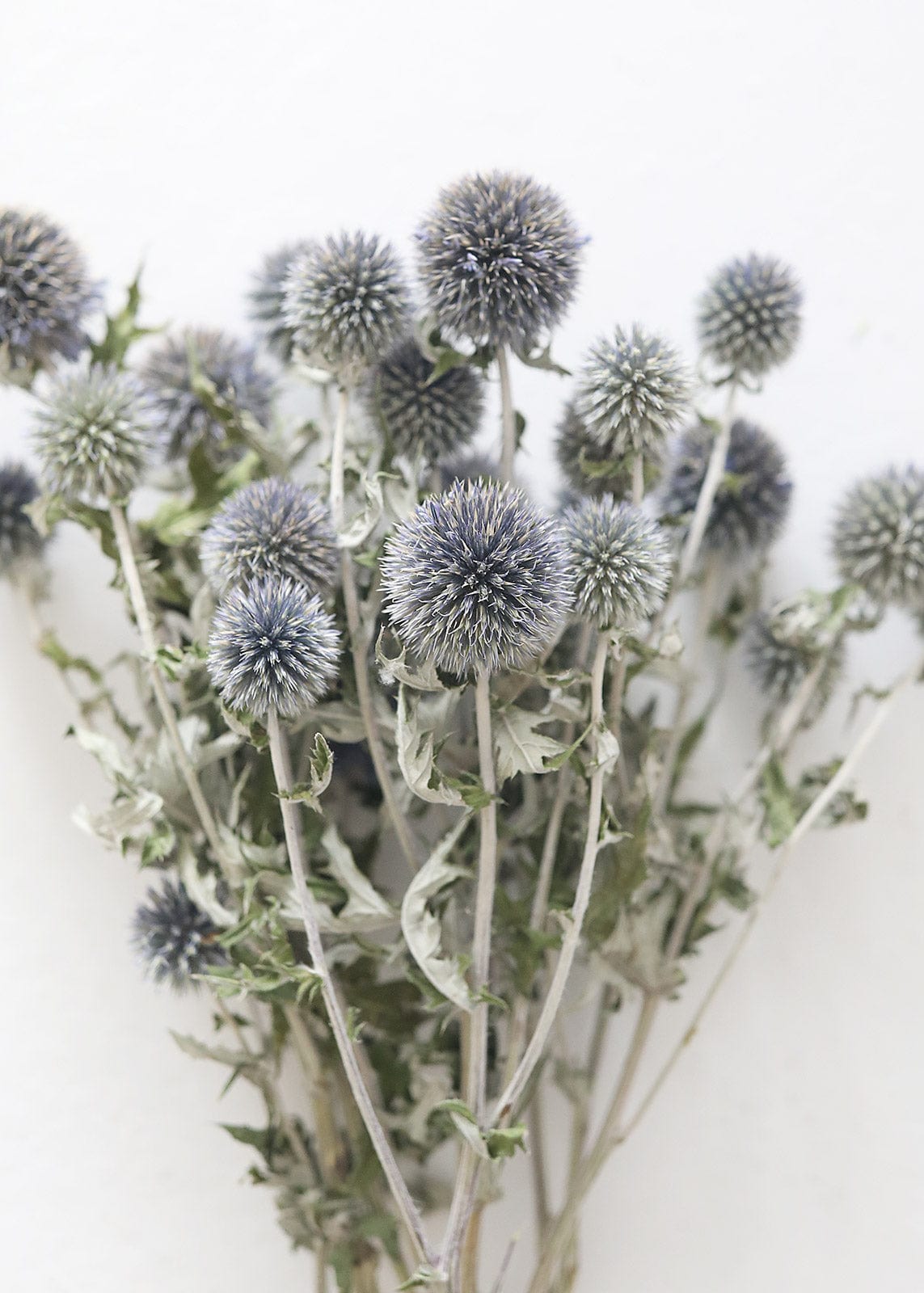 Blue Dried Echinops Globe Thistles - 16-22"