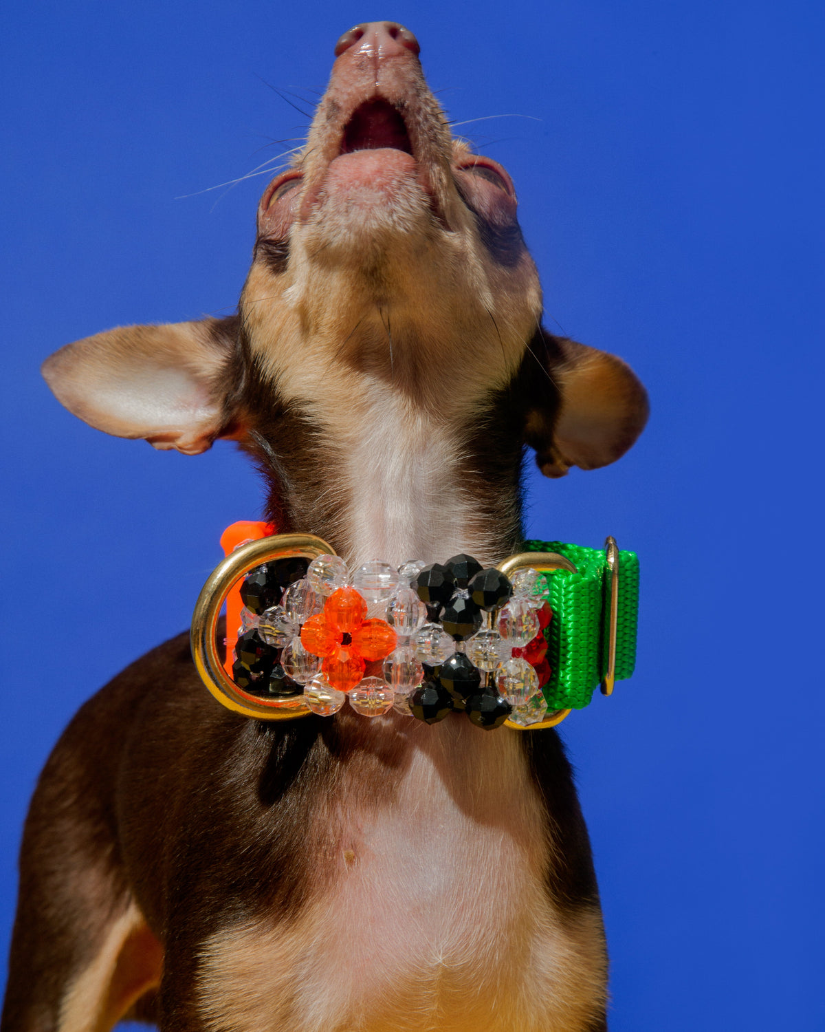 Seltzer Dog Collar