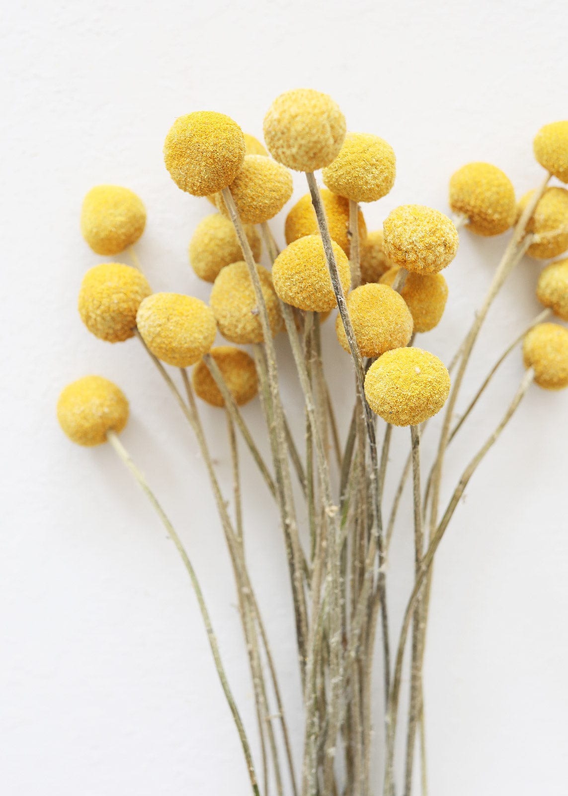 Bundle of 25 Dried Craspedia Billy Buttons - 18-26"