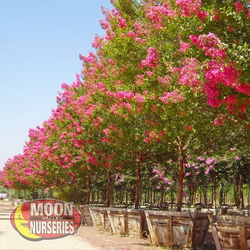 Crape Myrtle