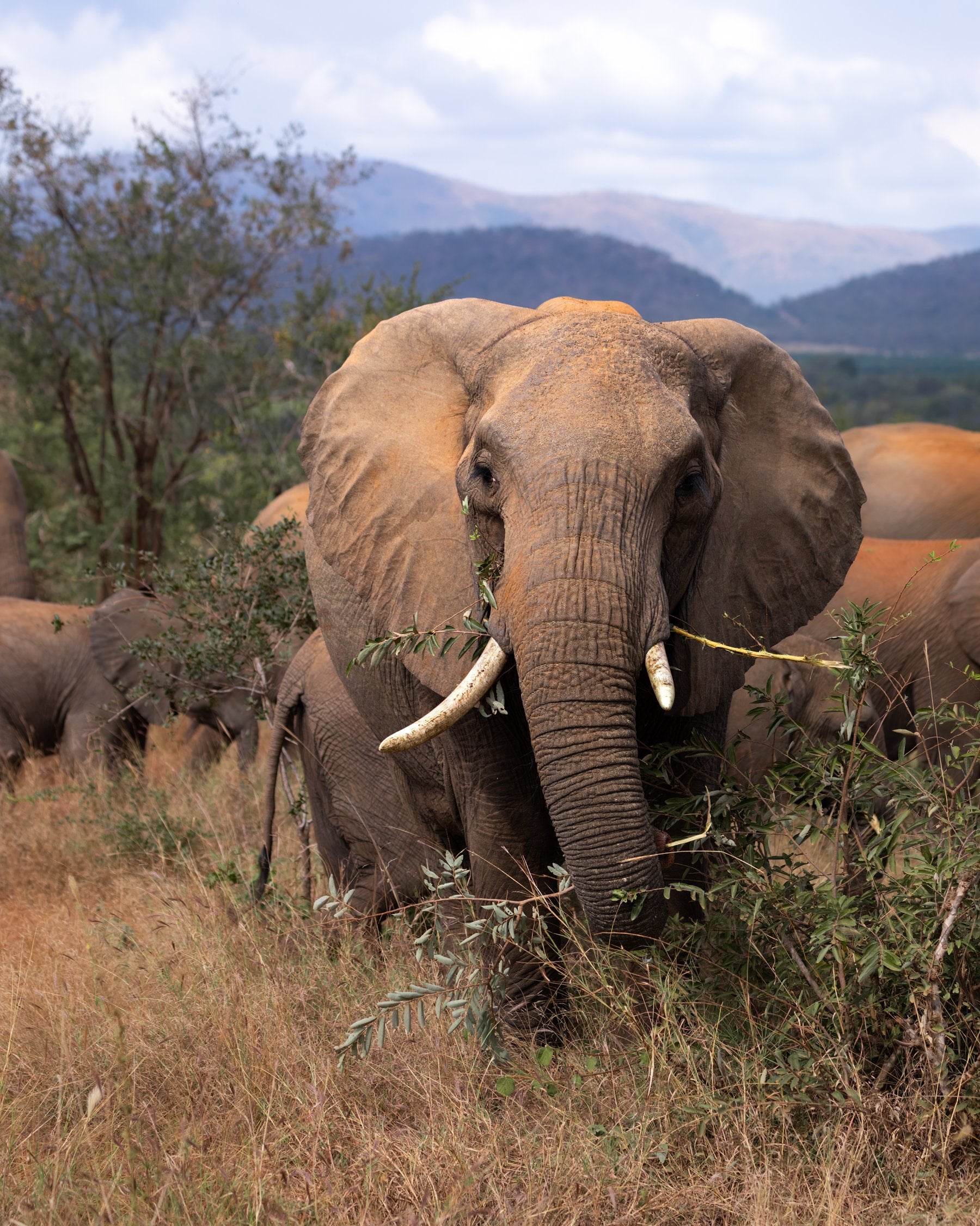 1. South African Safari