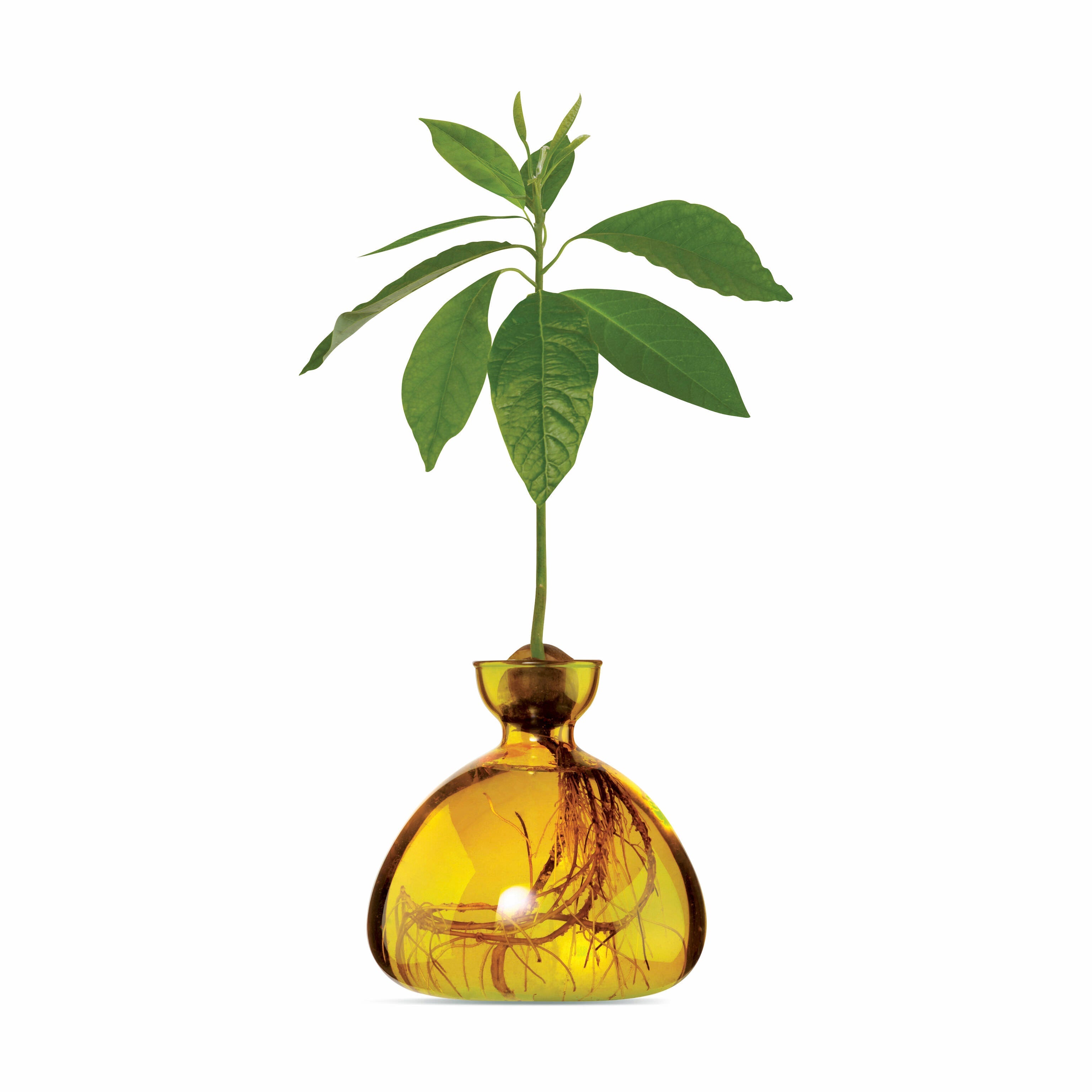 Avocado Vase