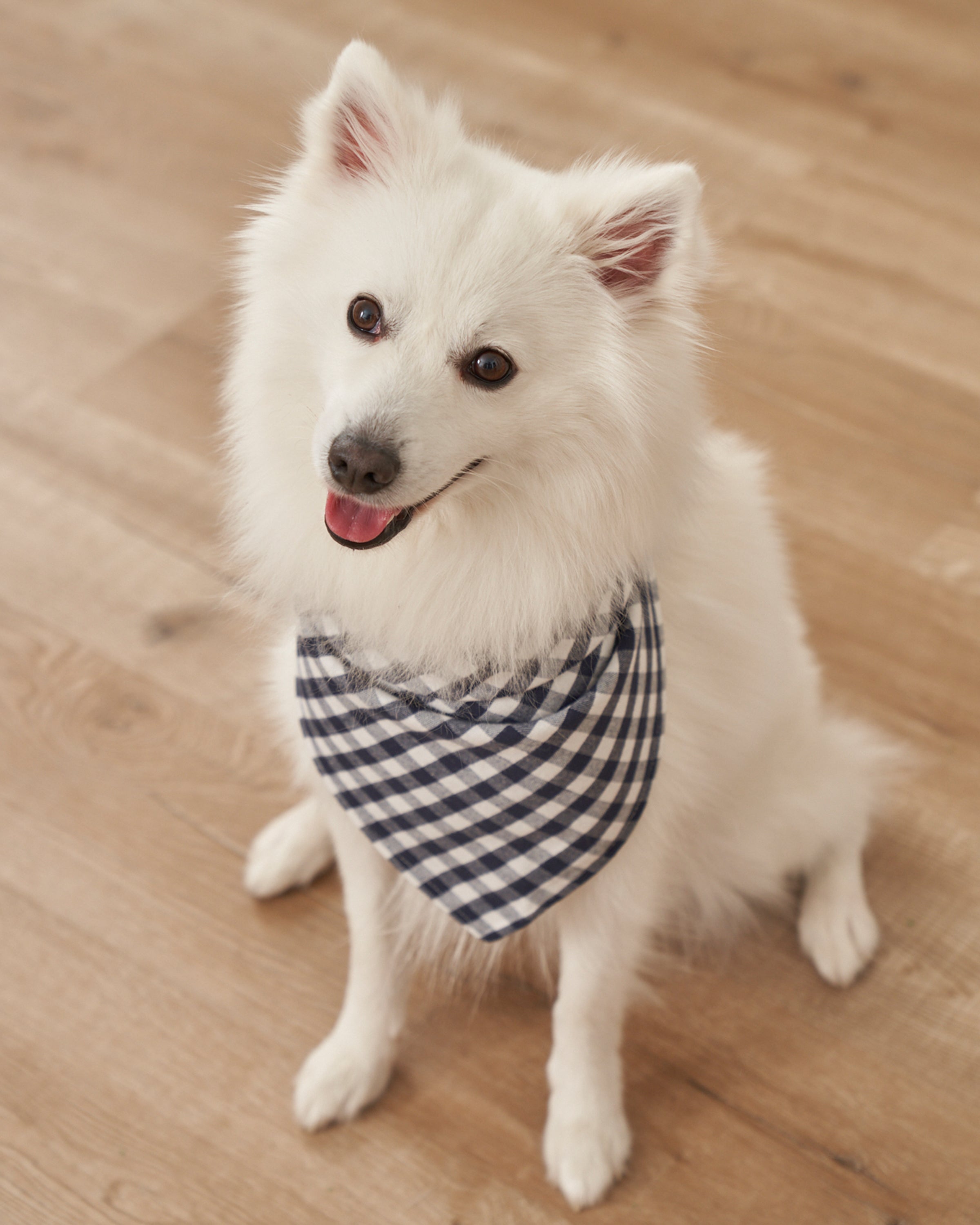 Navy Gingham Dog Bandana | Petite Plume | Over The Moon