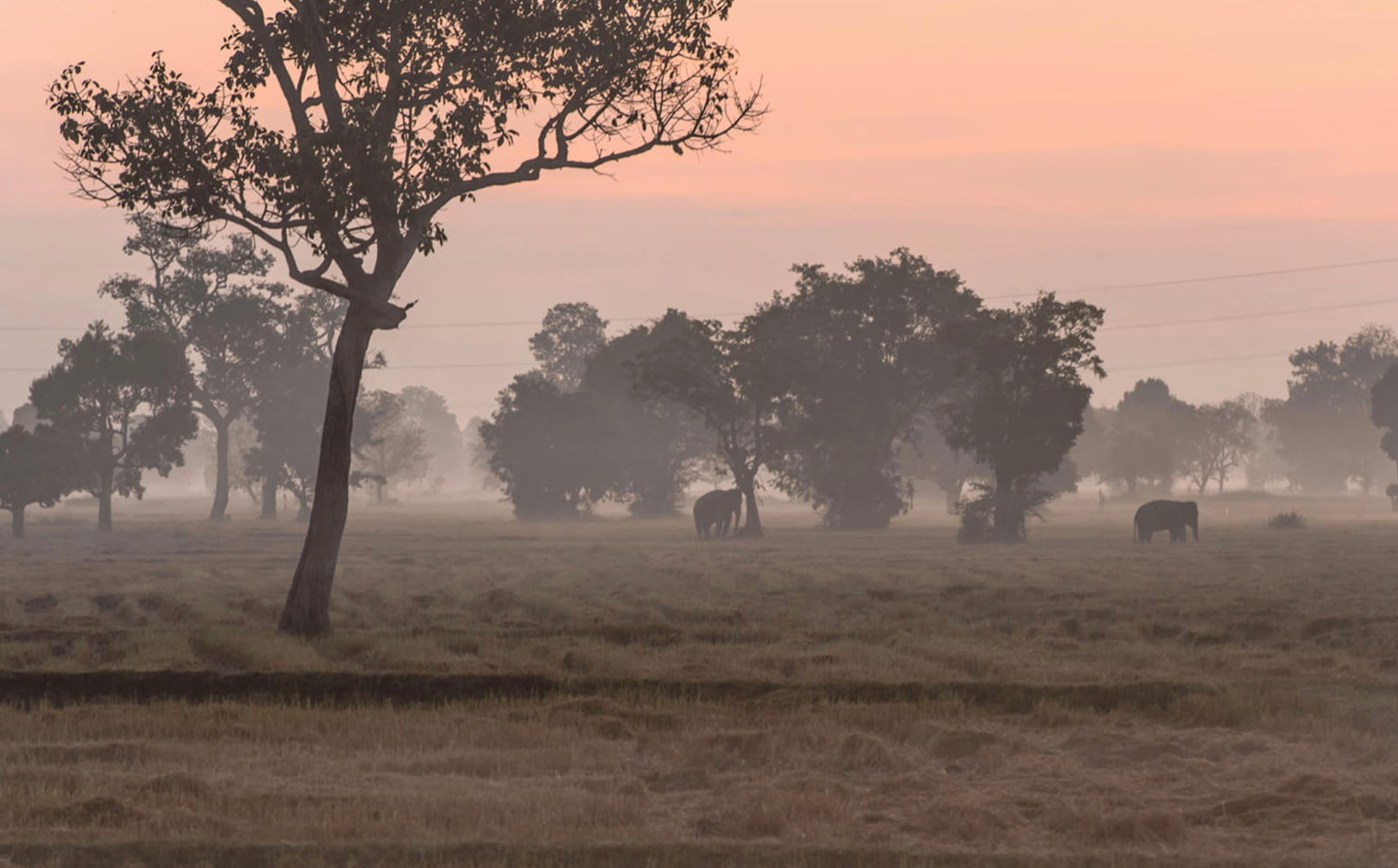 Adventure with elephants