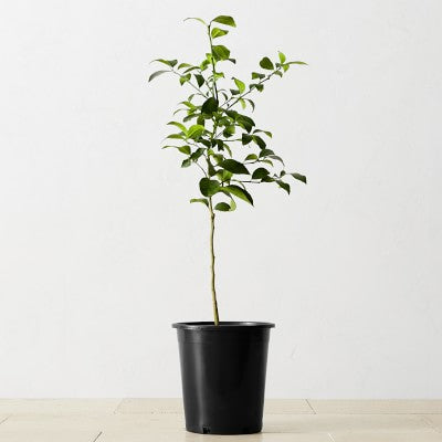 Alder & Oak Meyer Lemon Tree