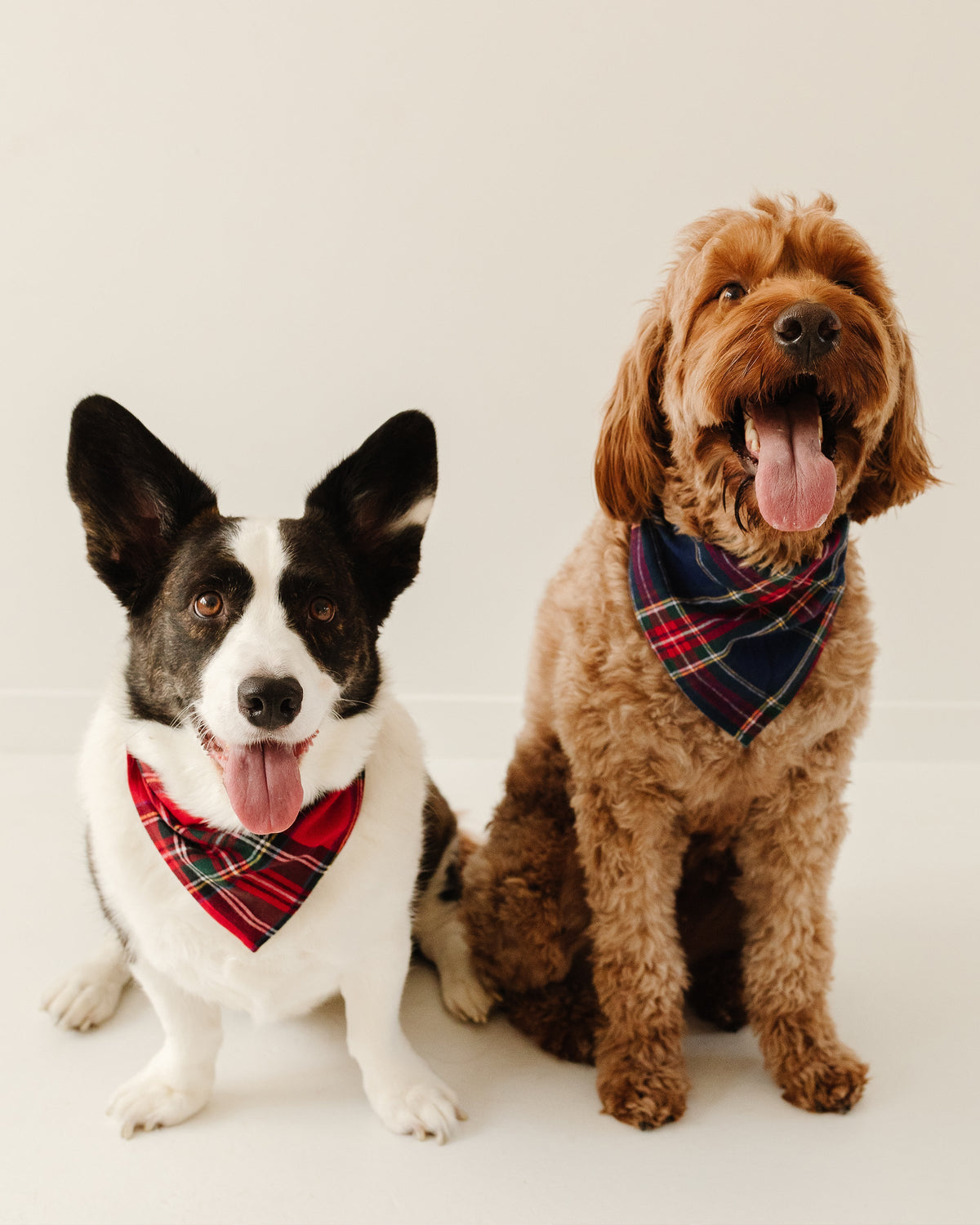 Holiday Journey Dog Bandana